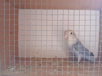 Predám Agapornisi Ružovohrdle - 3