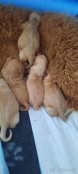Goldendoodle po rodičoch s pp - 3