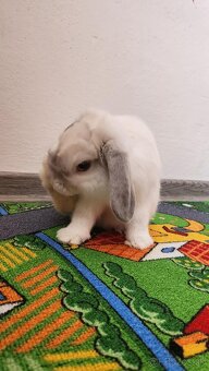 Zakrslý králik minilop bielo sivý + klietka - 3