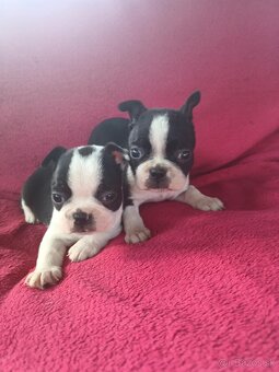 Bostonský teriér, boston terrier - 3