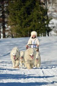 SAMOJED štěňátka s PP rezervace léto 2025 - 3