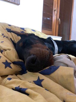Doberman - krytie - 3