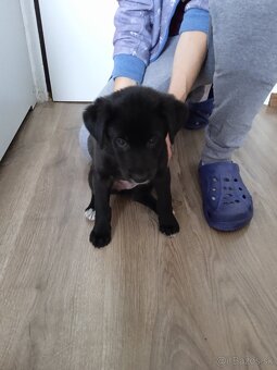 Darujem steniatko - 3