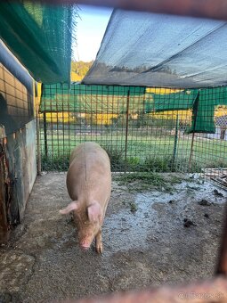 Domáca ošípaná na predaj IHNEĎ - 3