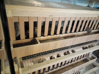 Japonské prepelice - 3