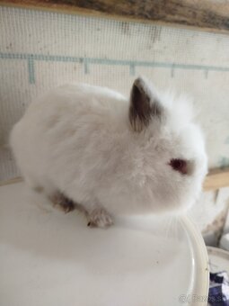 Samička zakrsleho králika - 3