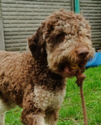 Lagotto Romagnolo steniatko - 3