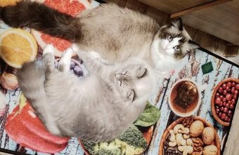 Ragdoll mačiatka /mačičky aj kocúrikovia/ - 3