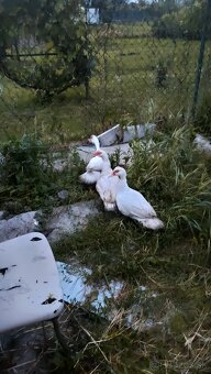 Kupim kohútov Q cinske kacice - 3