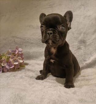 Francúzsky buldoček, šteniatka Blue, Faun, Black Tan - 3