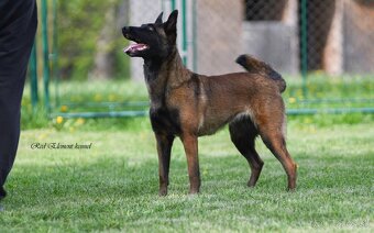 Belgický ovčiak malinois s PP - 3