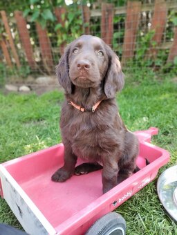 Flat coated retriever - šteniatko s PP - 3