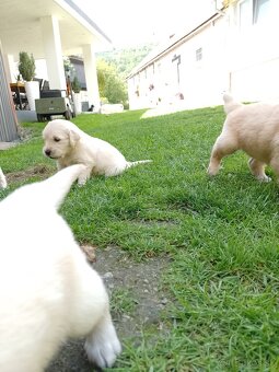 Zlatý retriever - 3