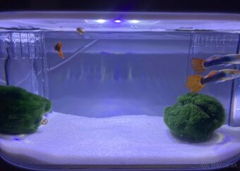 Predám Gupky Dúhové samce - 3