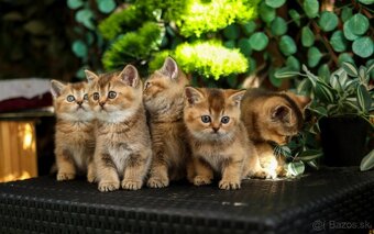 Britská krátkosrstá mačka - 3