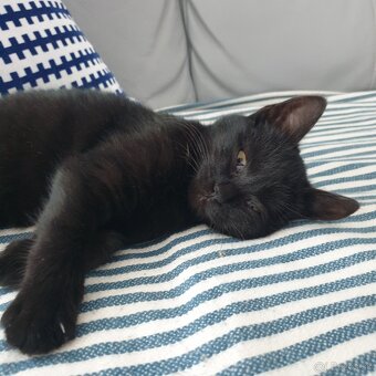 Darujem mačiatko - 3