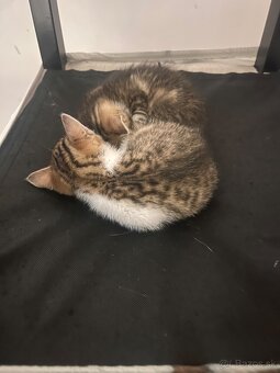 Darujem krásne mačiatka do dobrých rúk - 3