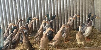 Indické bežce , kačky. - 3