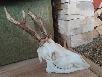 Parohy,parozie,trofeje,trofej - 3