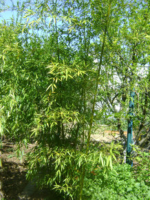 Bambusy - vysoké, nízke - 3
