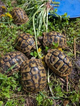 Predám mláďatá aj staršie kusy Testudo hermanni boettgeri - 3