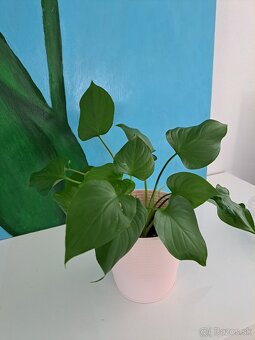 Krotón, pilea, tučnolist, cissus, monstera, osobný odber BA - 3