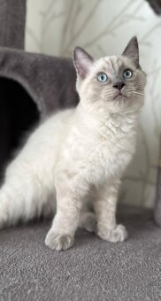 Ragdoll - 3