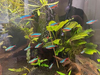 Neonky červené - 3