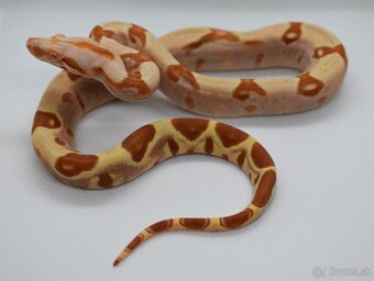 Boa Constrictor -  Velhad Kralovsky - 3