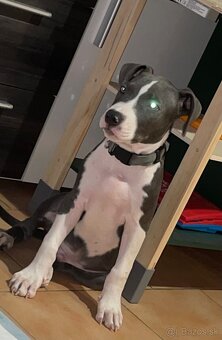 Americký staford - 3