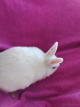 Zakrslý kralik - 3