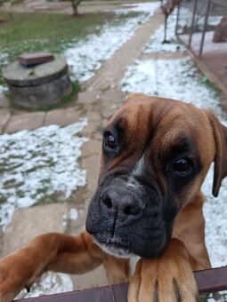 Hľadám psa Boxera na krytie - 3