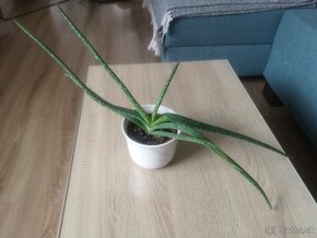 Aloe Vera - Lekárska - 3