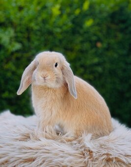 MINILOP ZAKRSLÝ KRÁLIK 🩷🐰 - 3