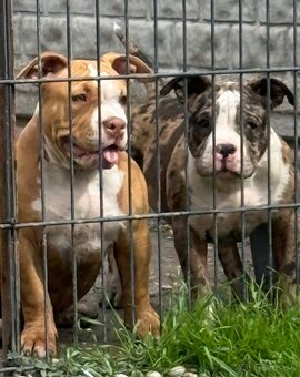 American bully - 3