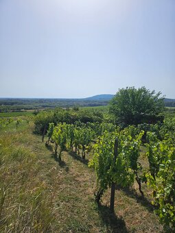 Dve vinice v srdci Tokajskej oblasti – obec Viničky - 3