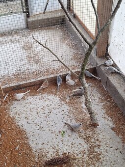 Holubky diamantové - 3