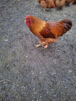 Nasadové vajcia - 3