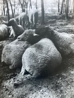 Fotografie Irena Bluhová (1904-1991) - 3