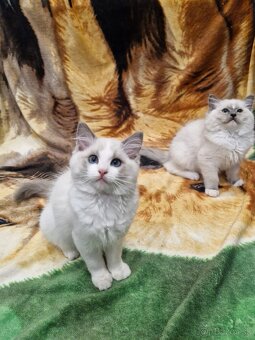 Na predaj dve rozkošné ragdoll mačiatka – slečna a mladý pán - 3