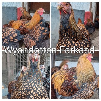 Wyandotka- nasadove vajicka - 3
