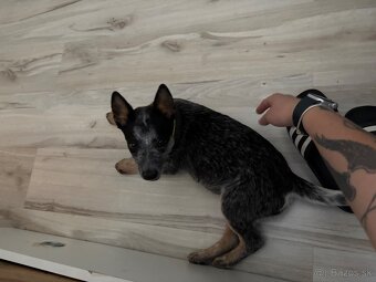 Australský cattle dog - 3
