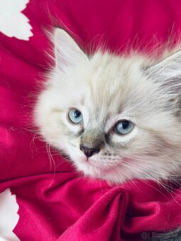 Ragdoll mačiatka - 3