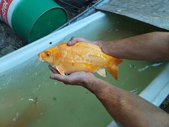 Koi kapre, jazierkove ryby - 3