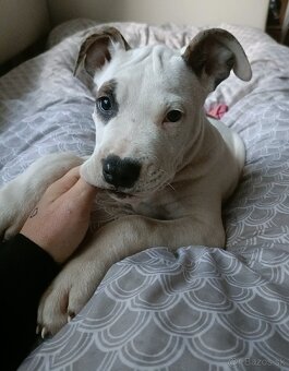 Predám fenku Amstaff, americký stafordšírský teriér - 3