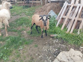 Predám ovce kamerúnske - 3