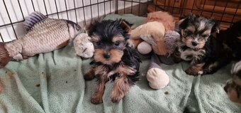 yorkshire terier - 3