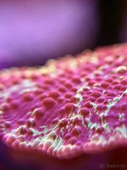 Discosoma eclectus - 3