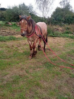 Predám ťažného zrebca - 3