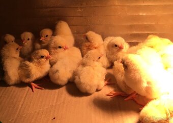 Hempšír a Vlaška jarabičia. - 3